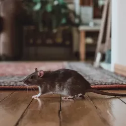 When Rats Invade a Bakery: A Tale of Pest Resilience